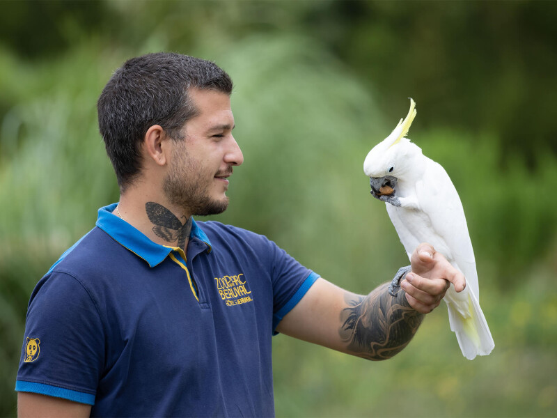 Soigneur de Beauval avec un cacatoès à huppe jaune